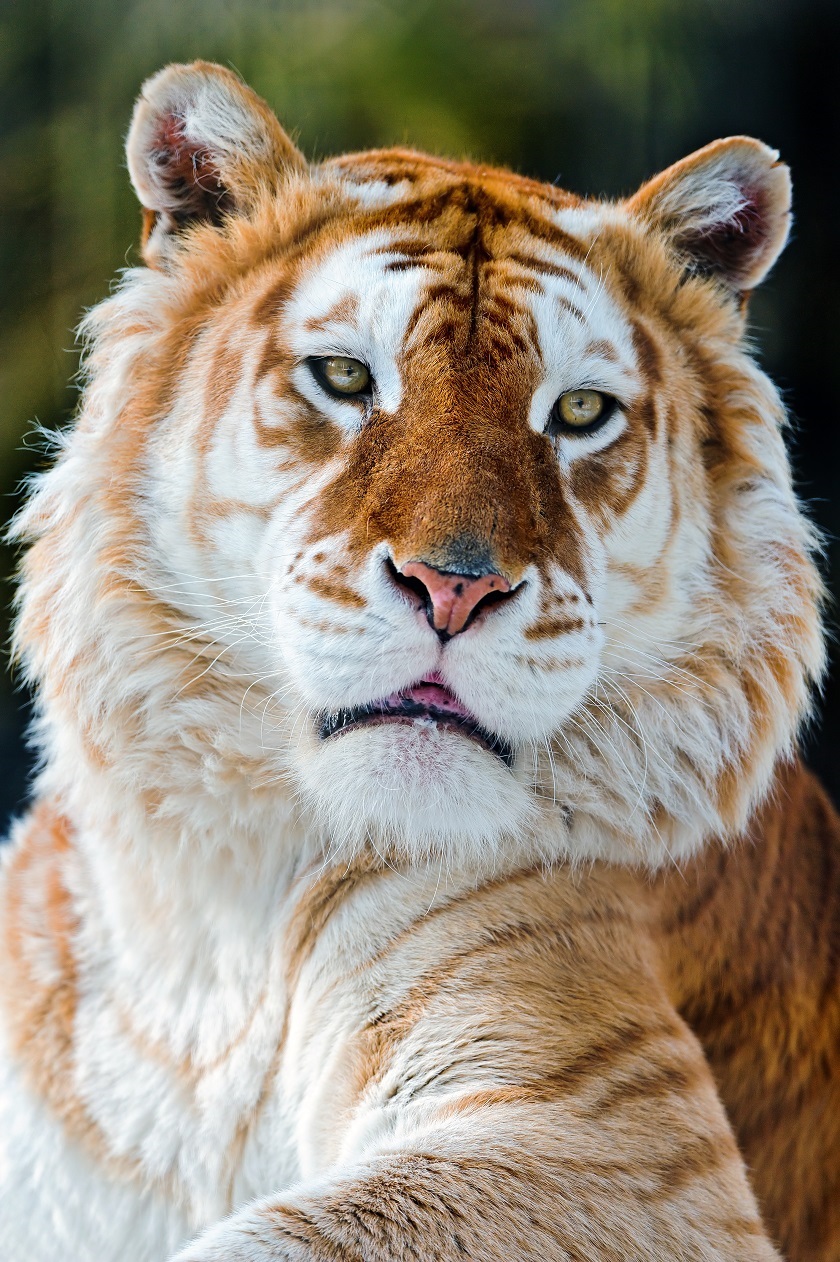 красивое фото тигра